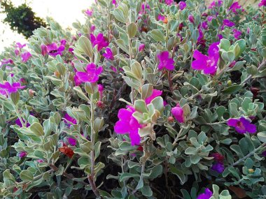 Löcophyllum frutescens her daim yeşil bir çalı ve kül bitkisidir. Mor çiçekler, Pembe çiçekler