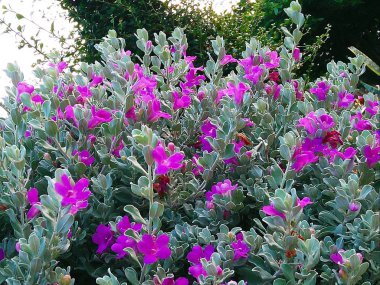 Löcophyllum frutescens her daim yeşil bir çalı ve kül bitkisidir. Mor çiçekler, Pembe çiçekler