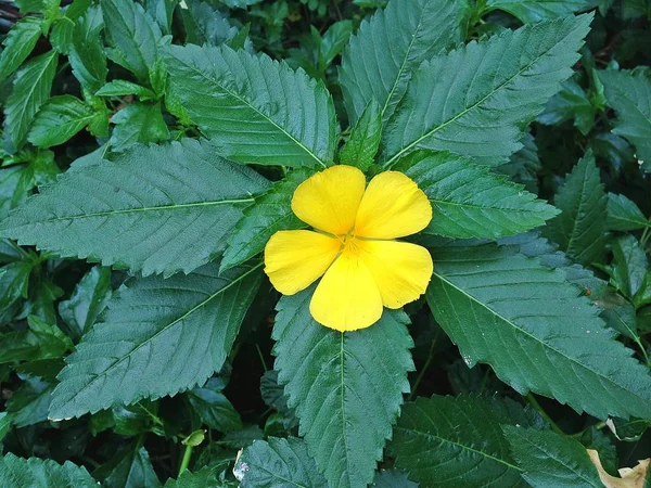 Vista Natura Fiori Gialli Che Fioriscono Giardino Sotto Luce Del Immagine Stock