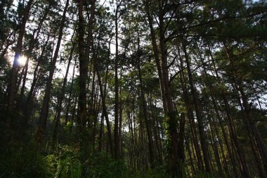 Orman ağaçları. doğa yeşil ahşap güneş ışığı arka planı.