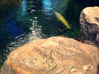 Nehirdeki büyük taşlar