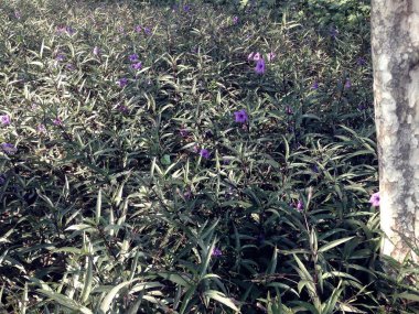 Mor çiçeklerin güneş ışığı altında bahçede açtığı doğa manzarası. Meksika Petunyası, Ruellia Brittoniana