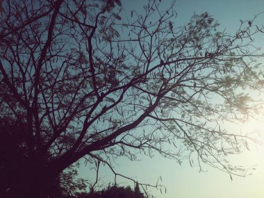 Güzel ağaçlar yeşil huş yaprakları, mavi gökyüzü arka planında güneşte parlıyor.