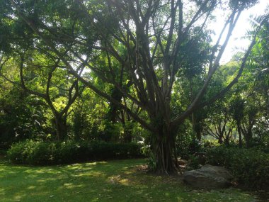 Doğal manzaralar, Ağaç, Güneş ve mavi gökyüzü