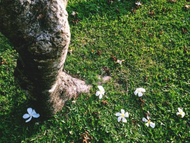 Beyaz ve sarı tesisat çiçekleri bir ağaçta ve çimenlerde. 