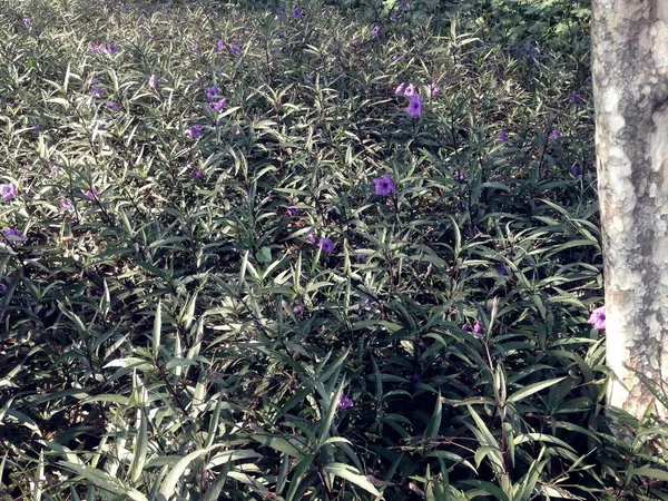 정원에서 피어나는 자주색 Mexican Petunia Ruellia Brittoniana 스톡 사진