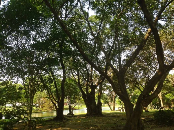 Paisagens Naturais Árvore Sol Céu Azul Fotos De Bancos De Imagens Sem Royalties