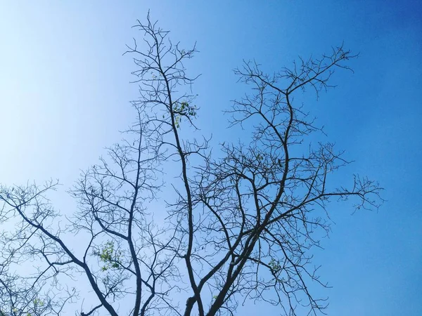 아름다운 자작나무 하늘을 배경으로 비추고 스톡 사진