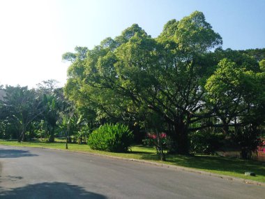 Doğal manzaralar, Büyük ağaç, Güneş ve mavi gökyüzü