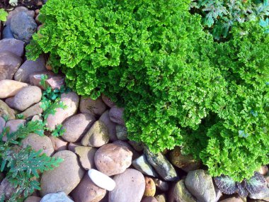 Taş ve Selaginellaceae bitkisinin bahçe süslemesi. Selaginella