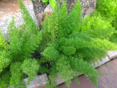 Taş ve Maidenhair eğreltiotu bitkisinin bahçe süslemesi. Adiantum