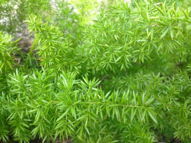 Taş ve Maidenhair eğreltiotu bitkisinin bahçe süslemesi. Adiantum