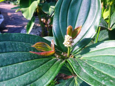 Arkaplanda yeşil ağaçlar