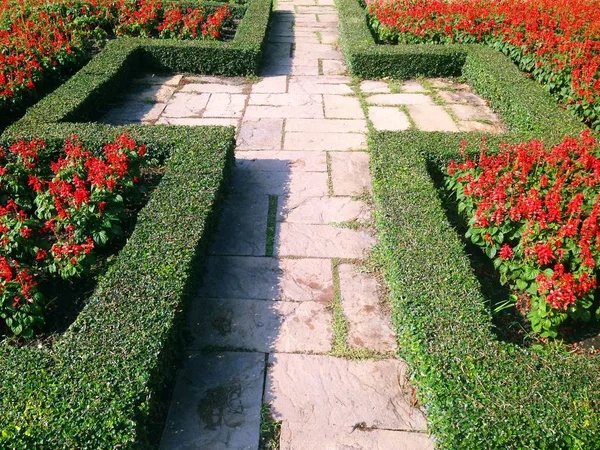 Walkway nature view of red flowers blooming in garden under sunlight