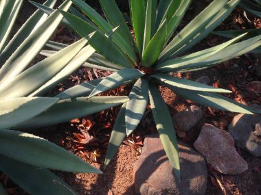 Kaya ve bitkiden bahçe süslemesi.