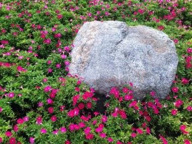 Petunya 'nın doğa manzarası. Kaya ve bitki bahçesinde açan pembe çiçekler..