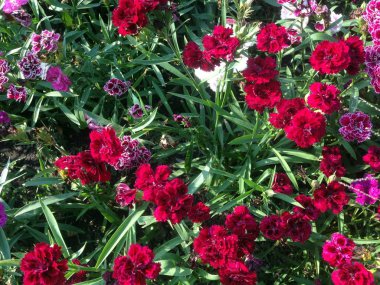 Karanfil doğası. Pembe ve kırmızı çiçekler. Bahçede güneş ışığı altında çiçek açıyor..