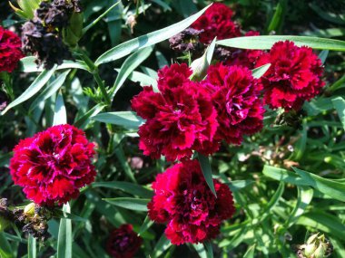 Karanfil doğası. Pembe ve kırmızı çiçekler. Bahçede güneş ışığı altında çiçek açıyor..