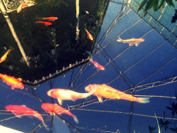 Crayfish are swimming in a clear water pond.