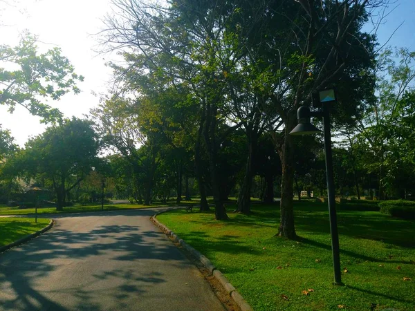 Natural landscapes, Big tree, Sun and blue sky