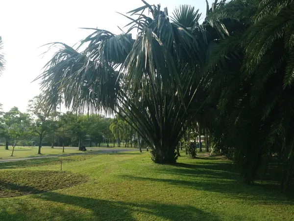 Doğal manzaralar, Büyük Palmiye Ağacı, Güneş ve mavi gökyüzü