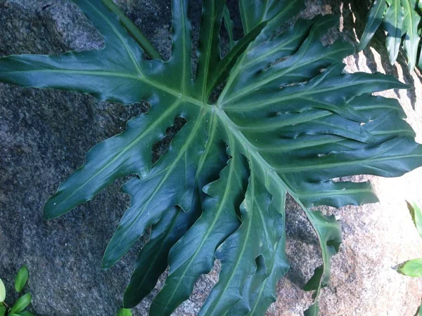 Decoração Jardim Por Rocha Planta Araceae Imagens De Bancos De Imagens Sem Royalties