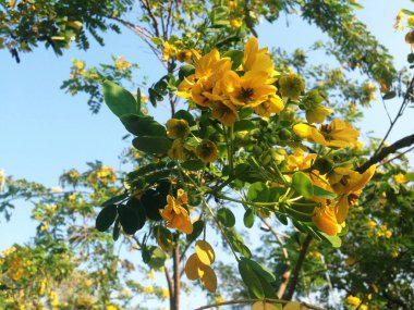 Güzel Cassia fistül ağaçları yeşil huş yaprakları ve mavi gökyüzünde parlayan sarı çiçek..