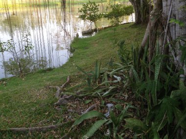 Doğa manzaralar kompozisyon.