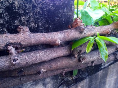 Köprü çimento yapılır 