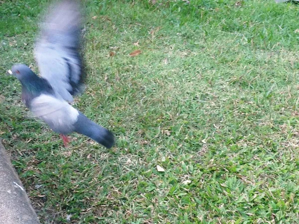 Tauben stehen auf grünem Rasen. — Stockfoto