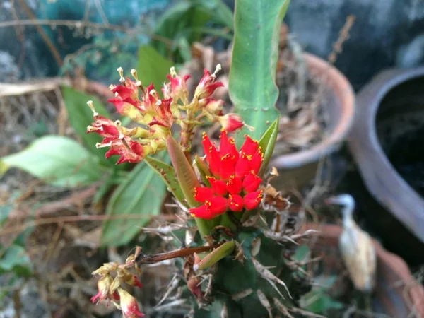 Kis piros virágok — Stock Fotó