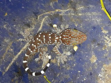 Katta karanlıkta gecko.