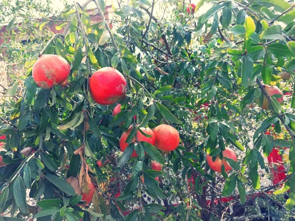 Der Granatapfel hat eine rötliche Orange — Stockfoto