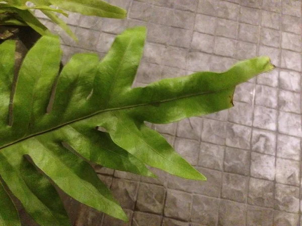 Foglie di felce verde chiaro al pavimento di cemento . — Foto Stock