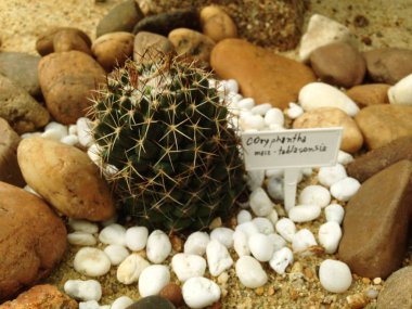 Coryphantha maiz-tablasensis