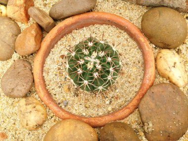 Çöl Bahçe kaktüs.