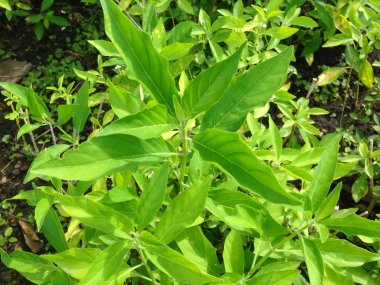 Otlar Rhinacanthus nasutus ağacıdır. Mantar hastalığı tinea tedavisi için kök