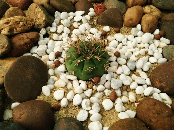 Cacto no jardim do deserto . — Fotografia de Stock