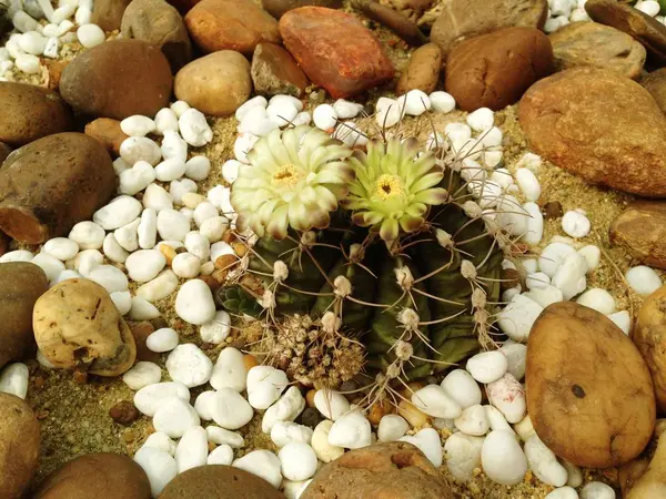 Cacto no jardim do deserto . — Fotografia de Stock