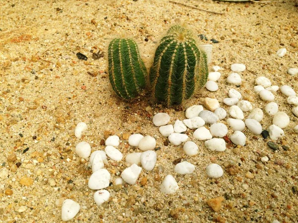 Kaktus växter notocactus magnificus i öknen trädgården. — Stockfoto