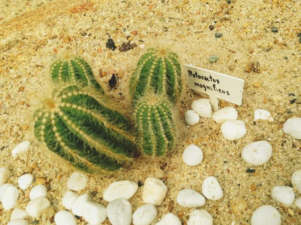 Plantas de cacto notocactus magnificus no jardim do deserto . — Fotografia de Stock