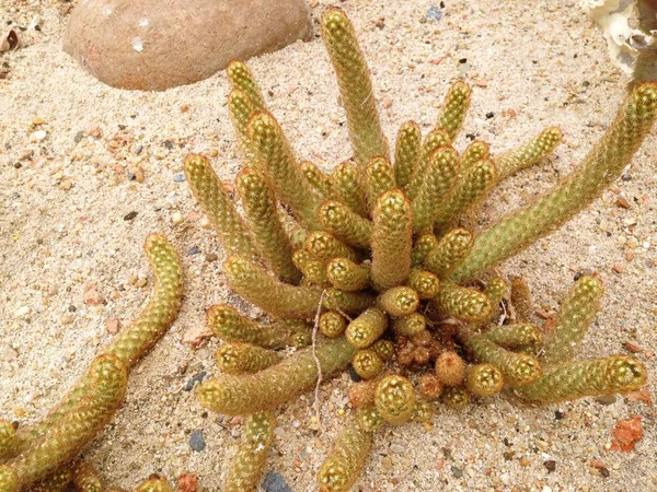 Cacto, Mammillaria elongata — Fotografia de Stock