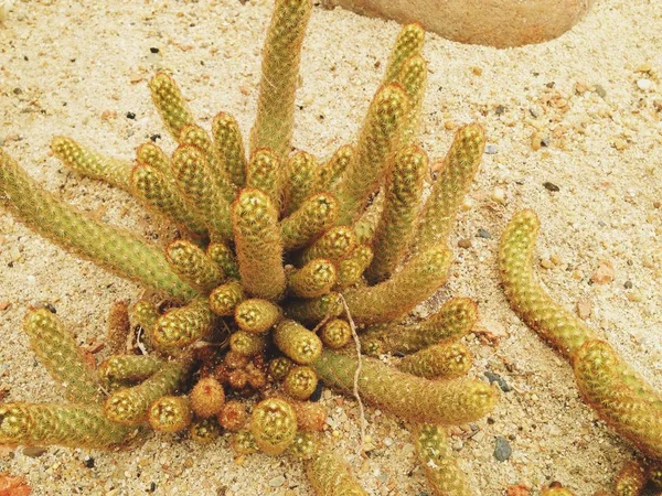 Cacto, Mammillaria elongata — Fotografia de Stock