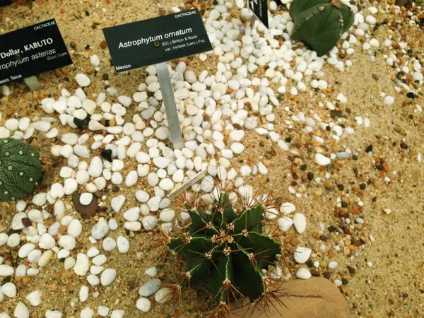 Astrophytum ornatum (yıldız kaktüs) — Stok fotoğraf