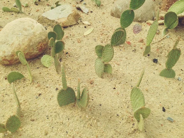 Opuntia Falcata vagy Saguaro Opuntia a sivatagi kertben. — Stock Fotó