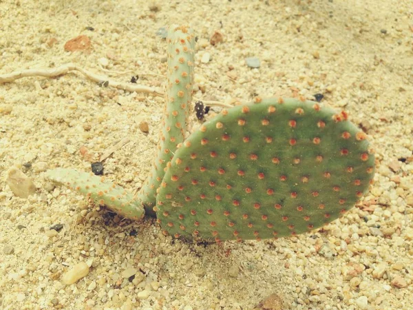 在沙漠花园中的 opuntia falcata 或 saguaro opuntia. — 图库照片