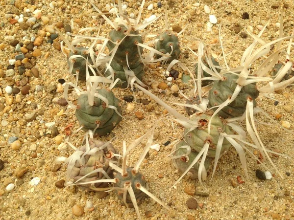 Kağıt spined cholla kaktüs (Opuntia articulata, Tephrocactus ar — Stok fotoğraf