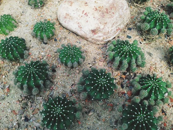 Planta de cacto verde em um jardim botânico . — Fotografia de Stock