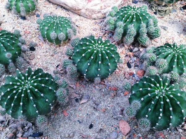 Planta de cacto verde em um jardim botânico . — Fotografia de Stock