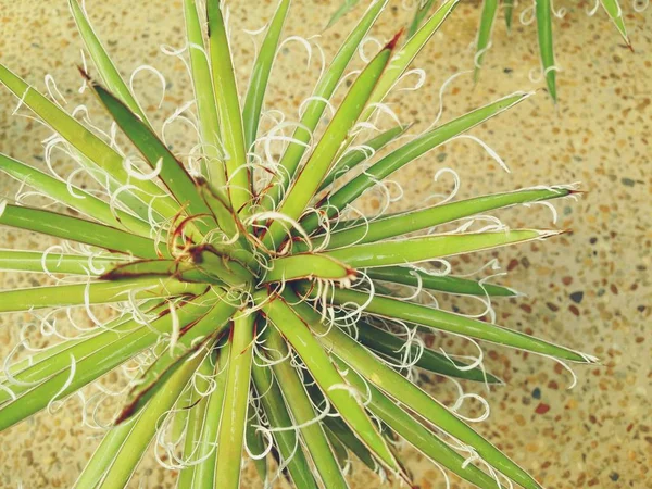 Agave x leopoldii 's Time' — стоковое фото